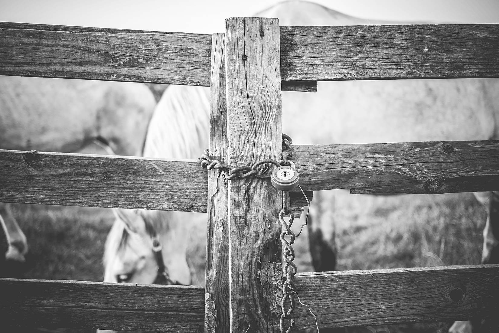 Black And White Locked Fence Close Up